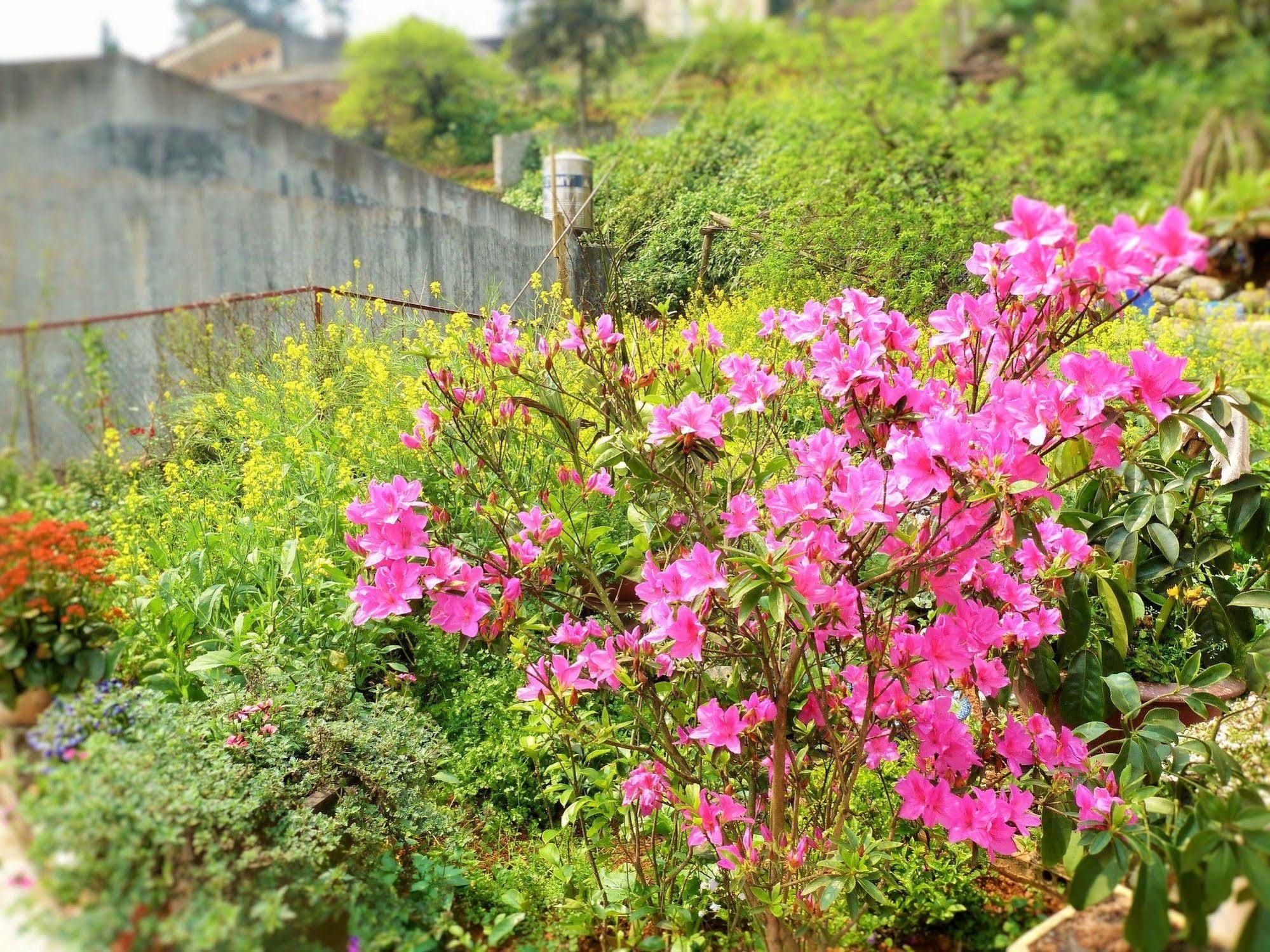 Bed and Breakfast Sapa Local House Exterior foto